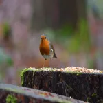 Accommodatie foto 19