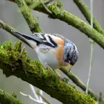 Accommodatie foto 20